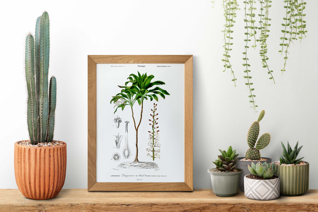 Botanical Posters