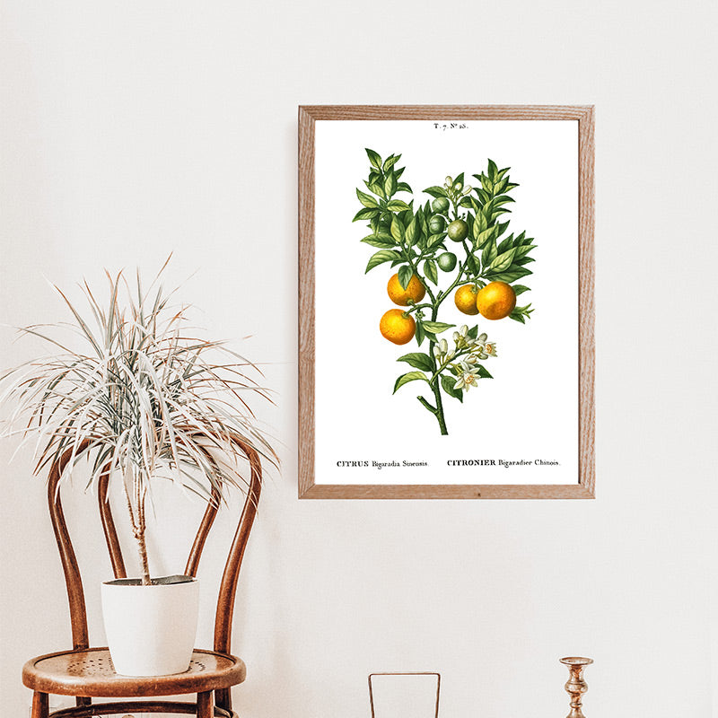 Vintage hand-painted illustration of orange fruits with blossoms on a branch