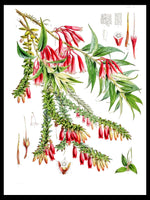 Agapetes Saligna - Walter Hood Himalayan Plants Botanical Poster