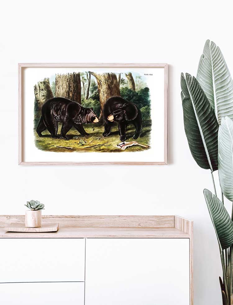 American Black Bear (Ursus Americanus) - Zoology Poster