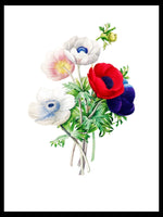 Anemone - Pierre-Joseph Redouté Botanical Poster