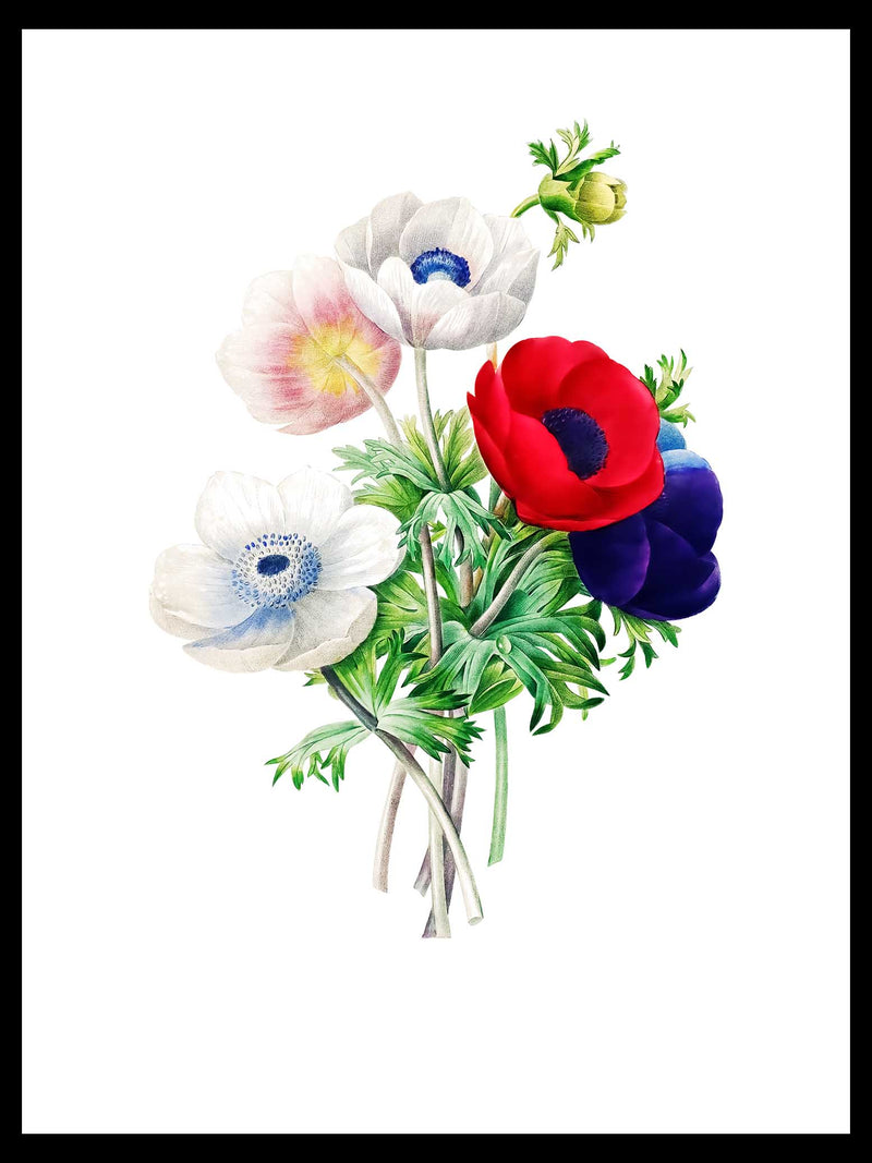 Anemone - Pierre-Joseph Redouté Botanical Poster