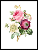 Anemone and Cabbage Rose - Pierre-Joseph Redouté Botanical Posters