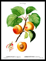 Apricots - Pierre-Joseph Redouté Botanical Poster