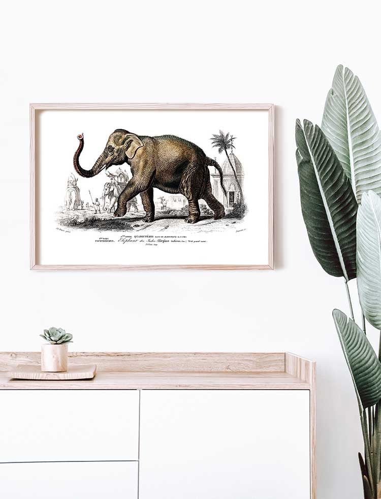 Asiatic elephant (Elephas maximus) indicus - Zoology Poster
