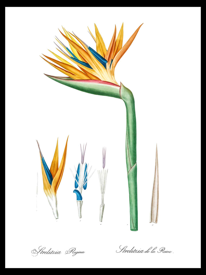 Bird of Paradise Illustration - Pierre-Joseph Redouté Botanical Poster