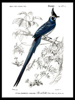 Black-throated Jay - Dictionnaire Universel d'Histoire Naturelle Zoology Poster