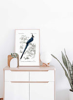 Black-throated Jay - Dictionnaire Universel d'Histoire Naturelle Zoology Poster