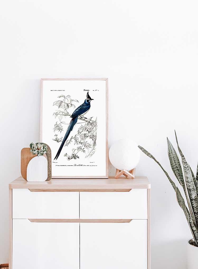 Black-throated Jay - Dictionnaire Universel d'Histoire Naturelle Zoology Poster