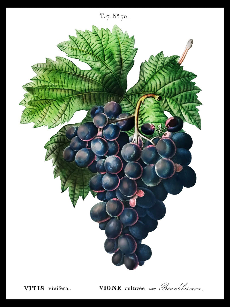 Blue Grape Cluster - Pierre-Joseph Redouté Botanical Poster