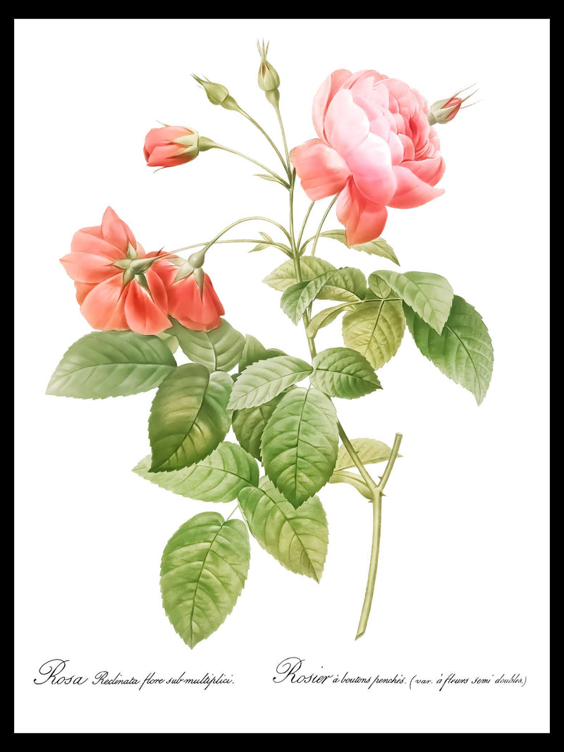 Boursault Rose - Pierre-Joseph Redouté Botanical Poster