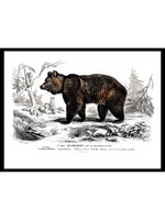 Brown Bear - Dictionnaire Universel d'Histoire Naturelle Zoology Poster