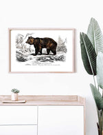 Brown Bear - Dictionnaire Universel d'Histoire Naturelle Zoology Poster