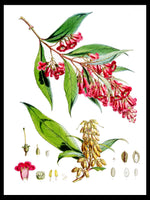 Buddleja Colvilei - Walter Hood Himalayan Plants Botanical Poster