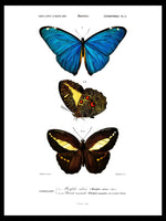 Butterfly Collection - Dictionnaire Universel d'Histoire Naturelle Zoology Poster