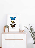 Butterfly Collection - Dictionnaire Universel d'Histoire Naturelle Zoology Poster