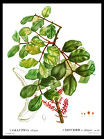 Carob Tree - Pierre-Joseph Redouté Botanical Poster