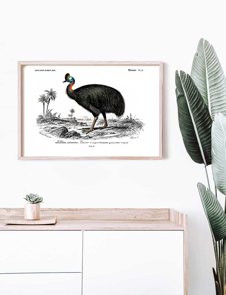 Cassowary - Dictionnaire Universel d'Histoire Naturelle Zoology Poster