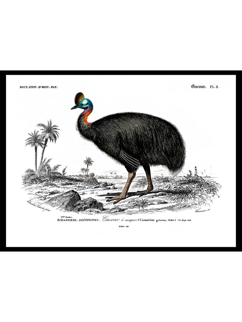 Cassowary - Dictionnaire Universel d'Histoire Naturelle Zoology Poster