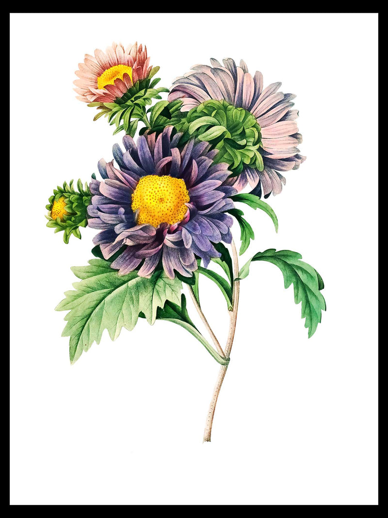 China Aster - Pierre-Joseph Redouté Botanical Poster