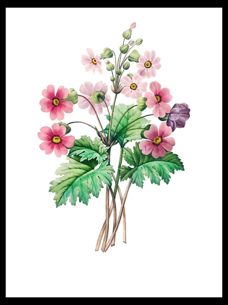 Chinese Primrose - Pierre-Joseph Redouté Botanical Poster