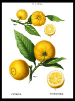 Citrus Clusters - Pierre-Joseph Redouté Botanical Poster