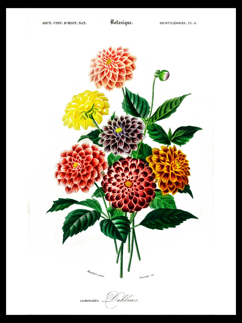 Dahlia - Botanical Poster