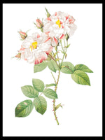 Damask Rose - Pierre-Joseph Redouté Botanical Poster