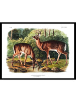 Deer or Virginian Deer (Cervus Virginianus) - Zoology Posters