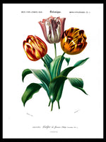 Didier's Tulip - Dictionnaire Universel d'Histoire Naturelle Botanical Poster