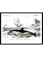 Dolphin - Dictionnaire Universel d'Histoire Naturelle Zoology Poster