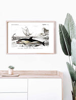 Dolphin - Dictionnaire Universel d'Histoire Naturelle Zoology Poster