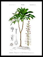 Dracaena brasiliensis - Dictionnaire Universel d'Histoire Naturelle Botanical Poster