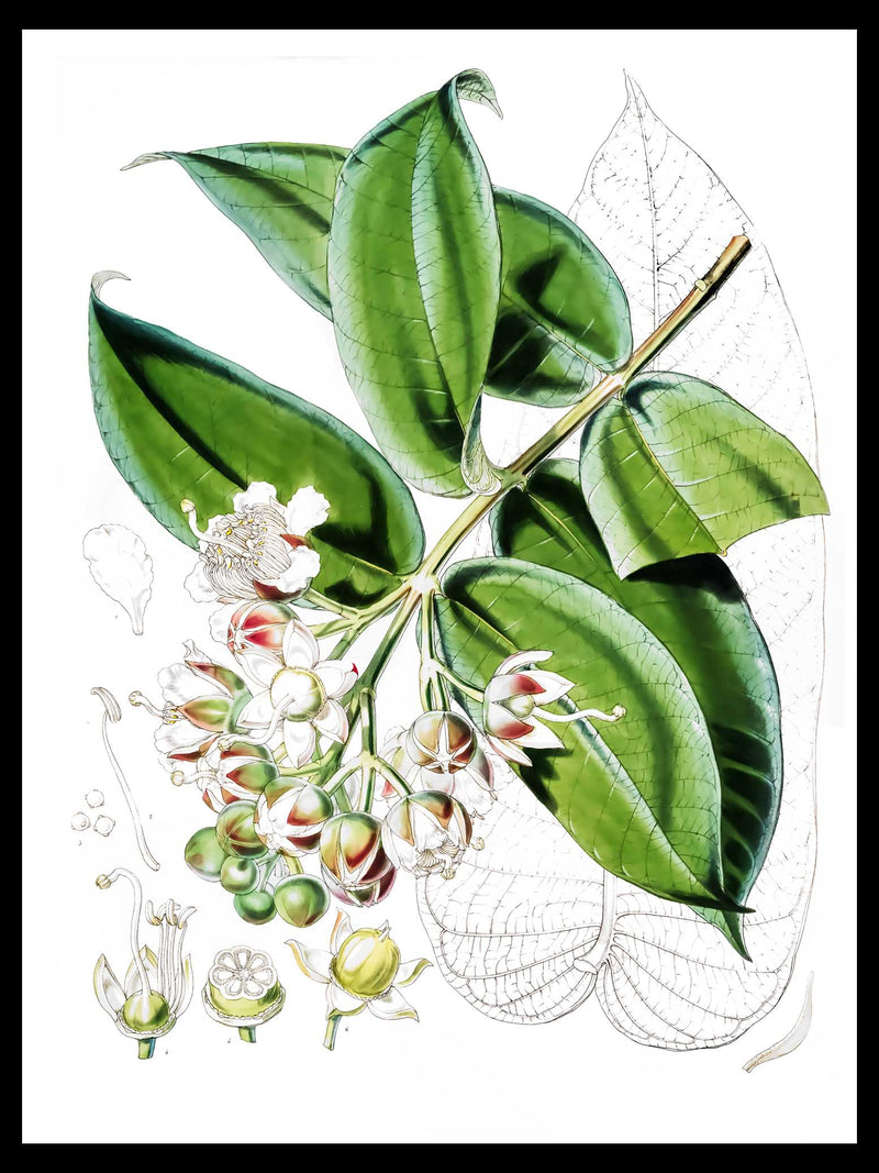 Duabanga Grandiflora - Walter Hood Himalayan Plants Botanical Poster