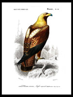 Eastern Imperial Eagle - Dictionnaire Universel d'Histoire Naturelle Zoology Poster