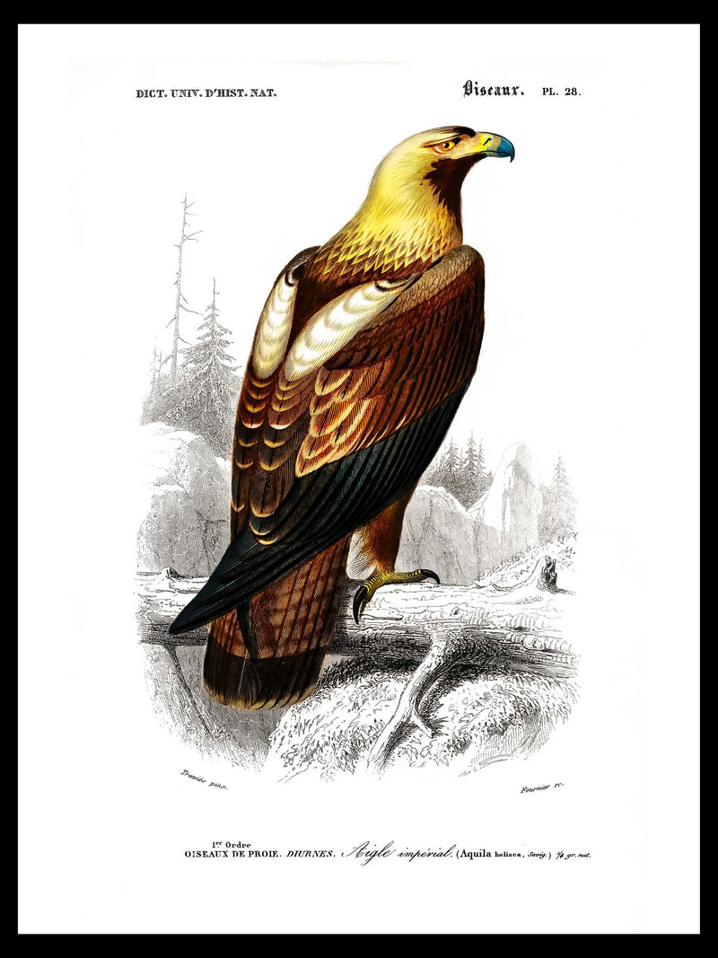 Eastern Imperial Eagle - Dictionnaire Universel d'Histoire Naturelle Zoology Poster