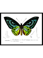 Green Birdwing Butterfly - Dictionnaire Universel d'Histoire Naturelle Zoology Poster