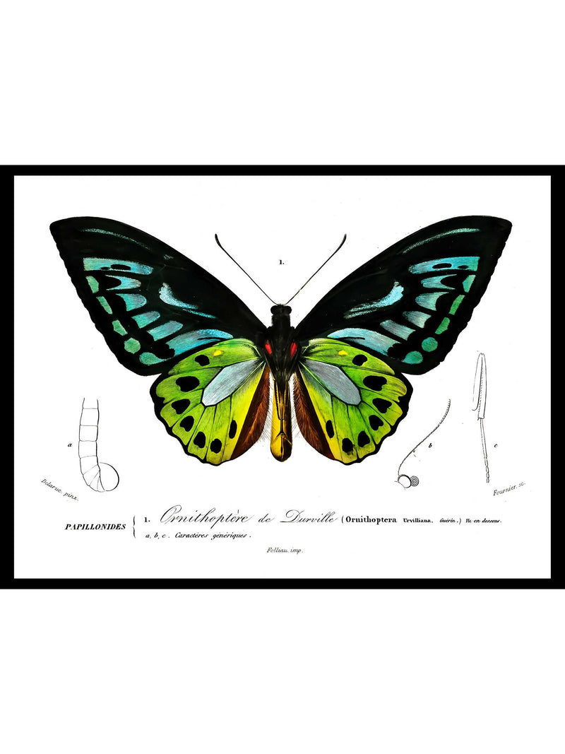 Green Birdwing Butterfly - Dictionnaire Universel d'Histoire Naturelle Zoology Poster