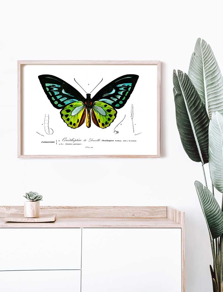 Green Birdwing Butterfly - Dictionnaire Universel d'Histoire Naturelle Zoology Poster