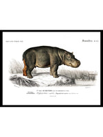 Hippopotamus - Dictionnaire Universel d'Histoire Naturelle Zoology Poster