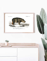 Hippopotamus - Dictionnaire Universel d'Histoire Naturelle Zoology Poster