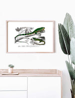 Iguana & Lizard - Dictionnaire Universel d'Histoire Naturelle Zoology Poster