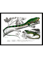 Iguana & Lizard - Dictionnaire Universel d'Histoire Naturelle Zoology Poster