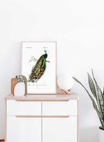 Indian peafowl (Pavo Cristatus) - Zoological Poster