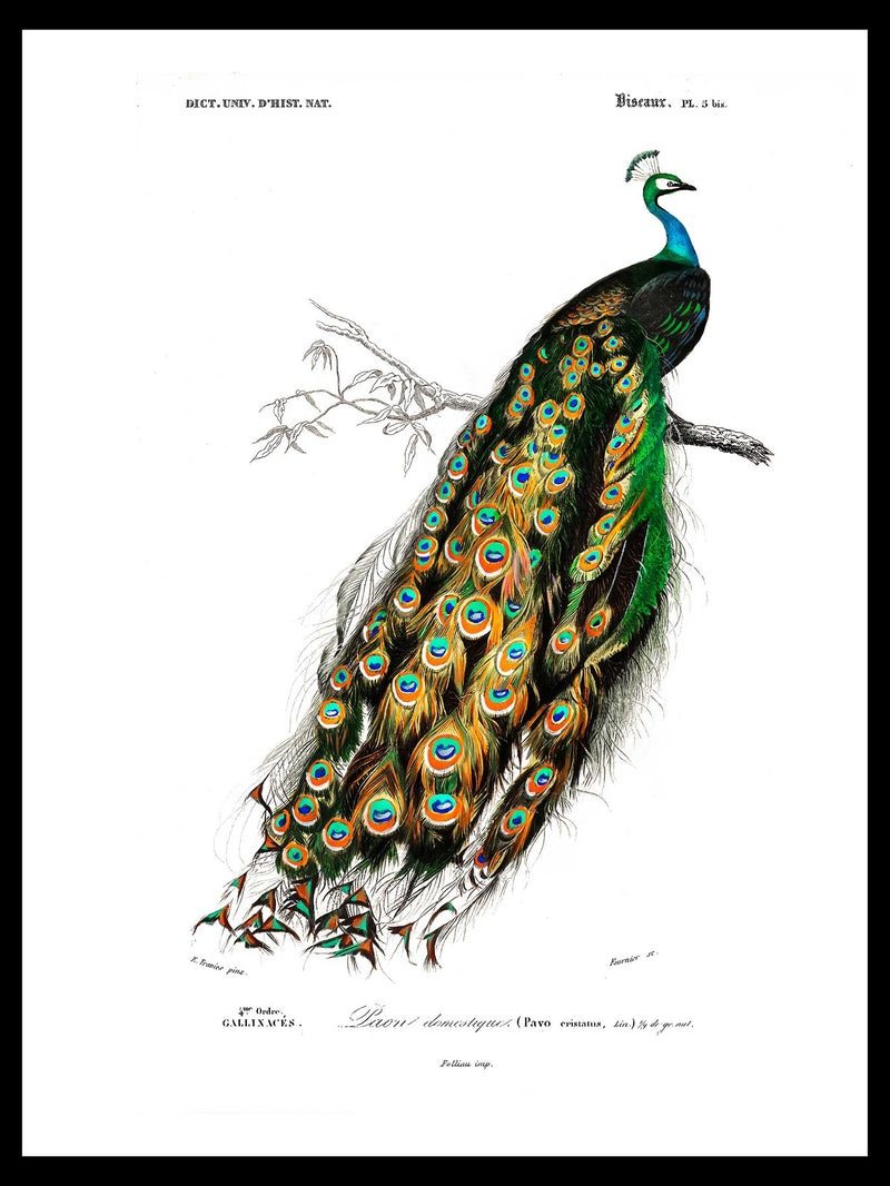 Indian peafowl (Pavo Cristatus) - Zoological Poster