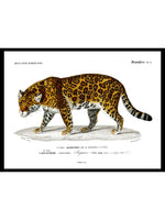 Jaguar - Dictionnaire Universel d'Histoire Naturelle Zoology Poster