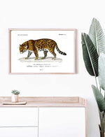 Jaguar - Dictionnaire Universel d'Histoire Naturelle Zoology Poster