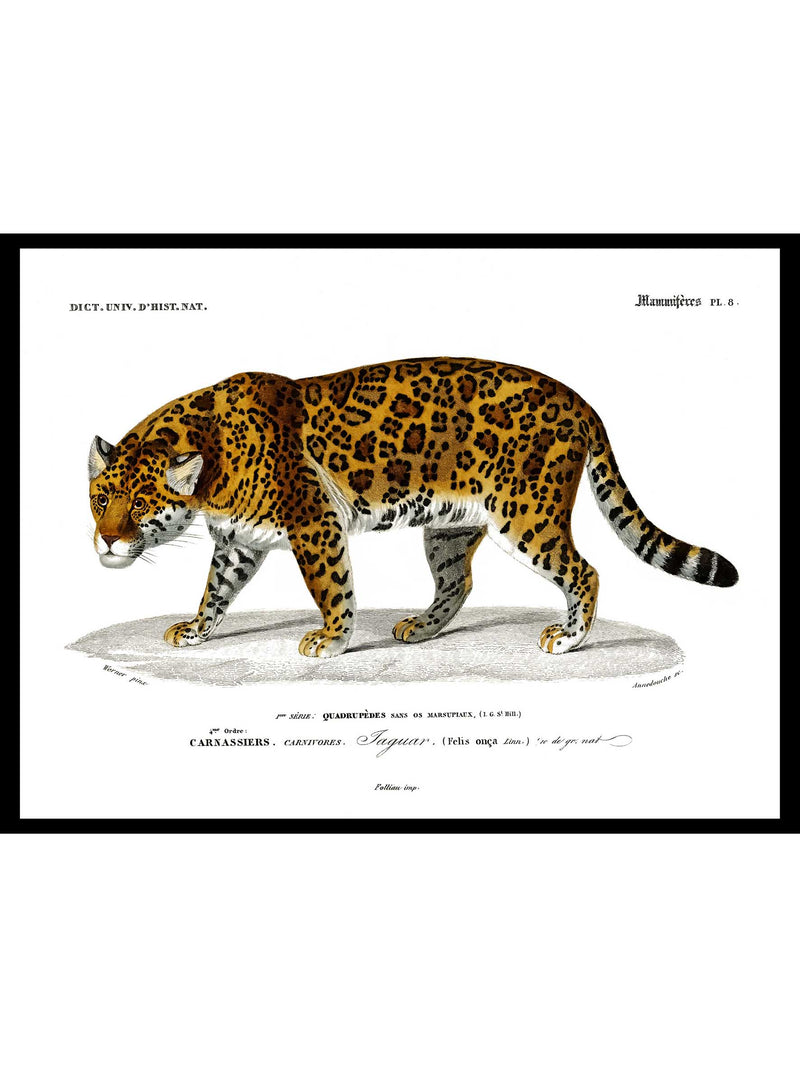 Jaguar - Dictionnaire Universel d'Histoire Naturelle Zoology Poster