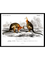 Kangaroo - Dictionnaire Universel d'Histoire Naturelle Zoology Poster
