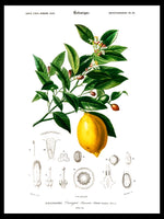 Lemon (Citrus Limonium) - Botanical Poster